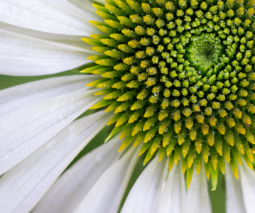 Echinacea Wit ( Zonnehoed ).