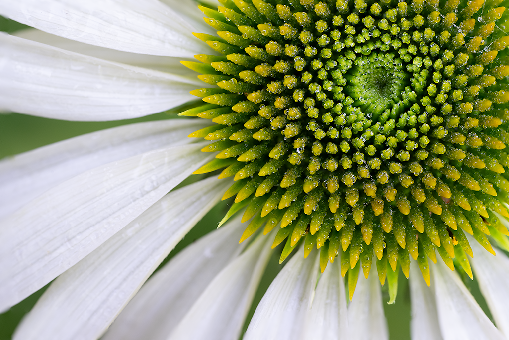 Echinacea Wit ( Zonnehoed ).