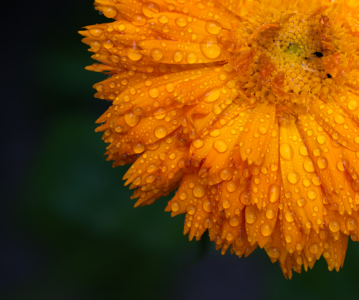 Goudsbloem
