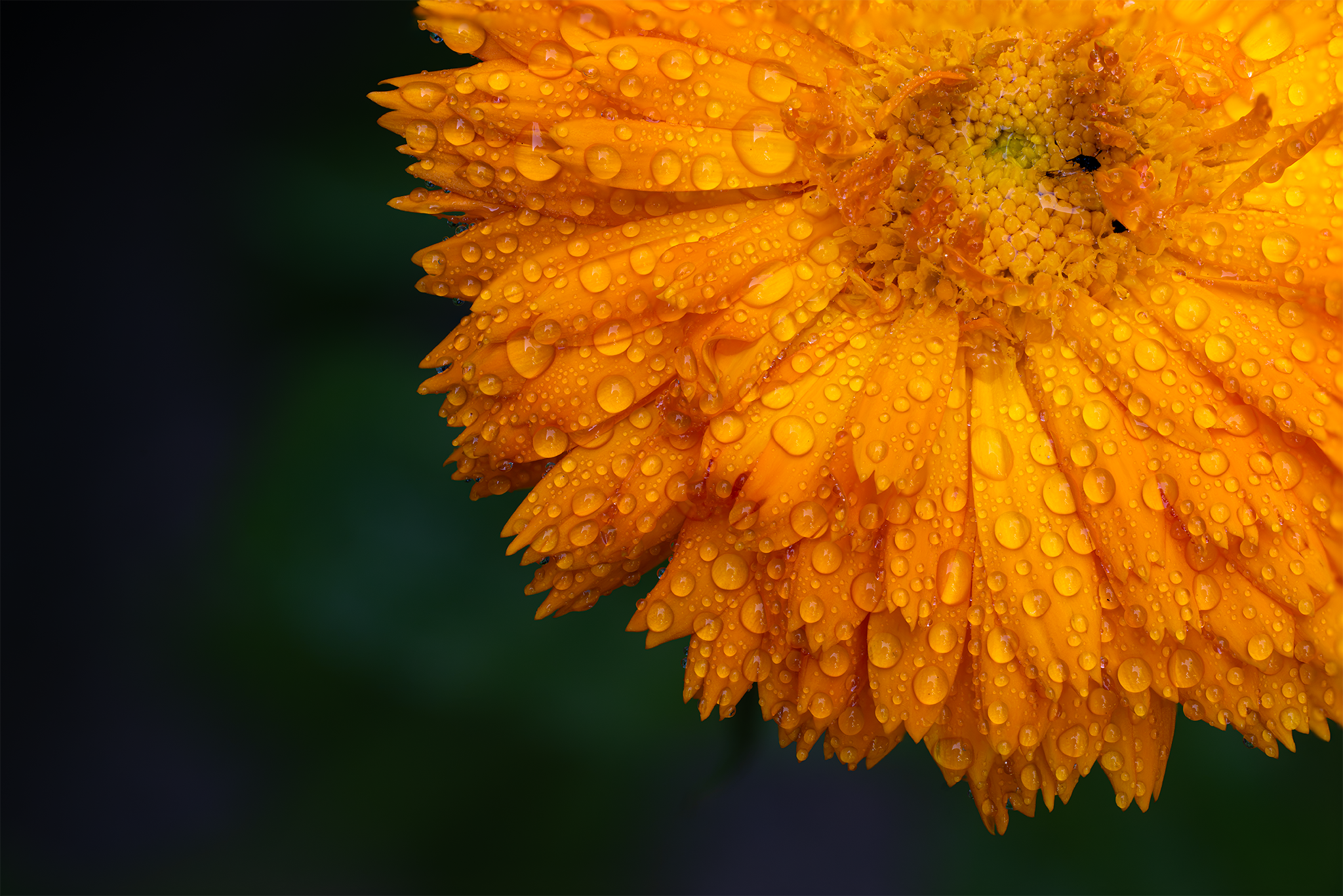 Goudsbloem